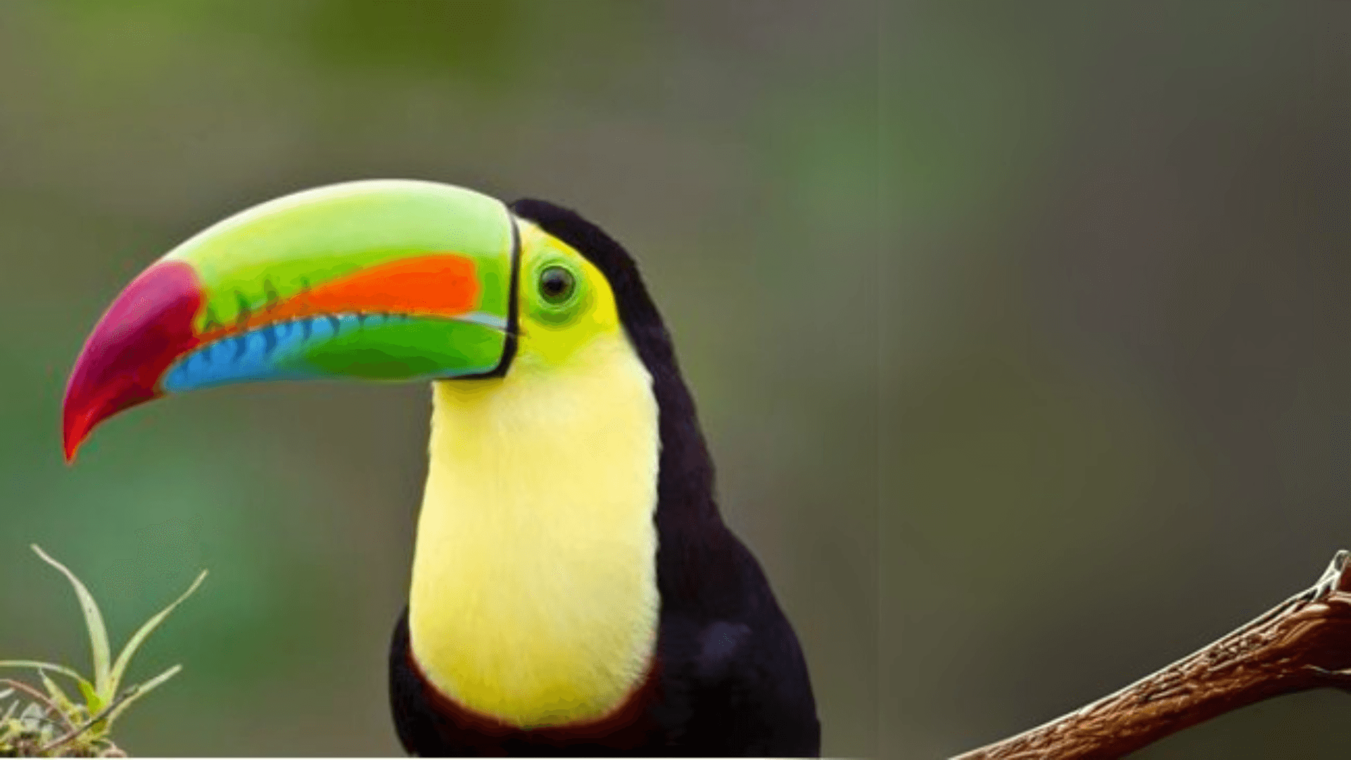 Biodiversity Image 10