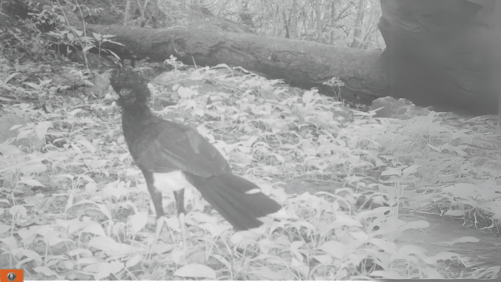 Biodiversity Image 2