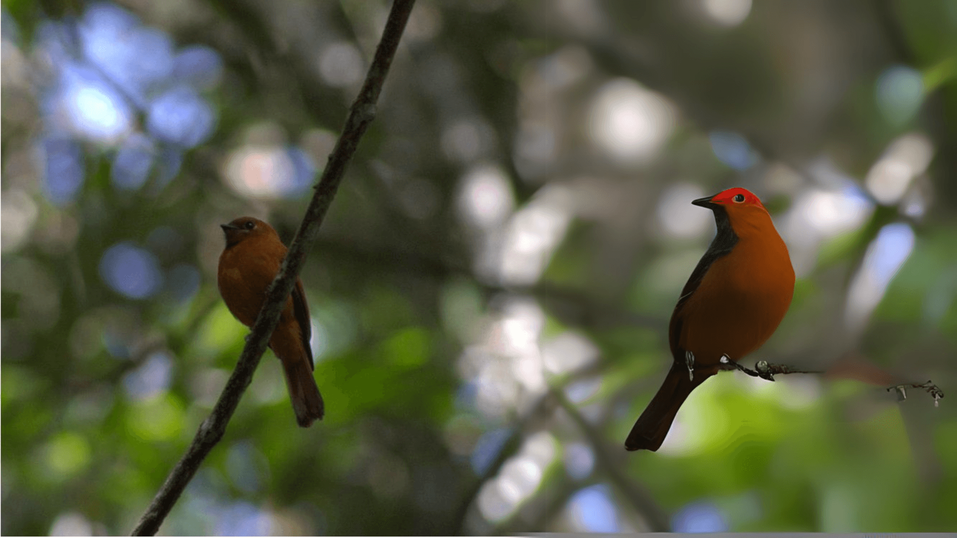 Biodiversity Image 5